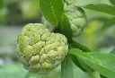 Custurd apple-3.webp