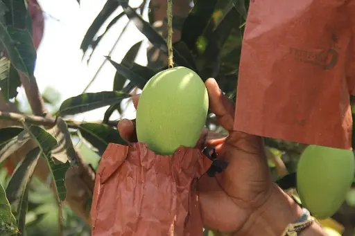 Banganapalle Mangoes (Organic) – 1kg & 3kg & 5kg Packs